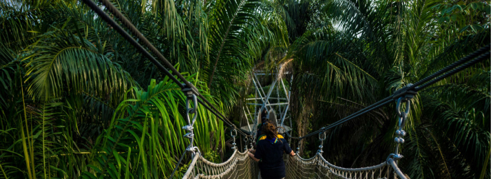 Nigeria jungle bridge with palm trees.